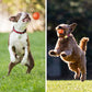 🎁Διαδραστική μπάλα Smart Pet Bounce🐶