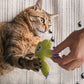 🐱Παιχνίδι μασήματος για γάτες από βελούδο με κατανίπ🍃